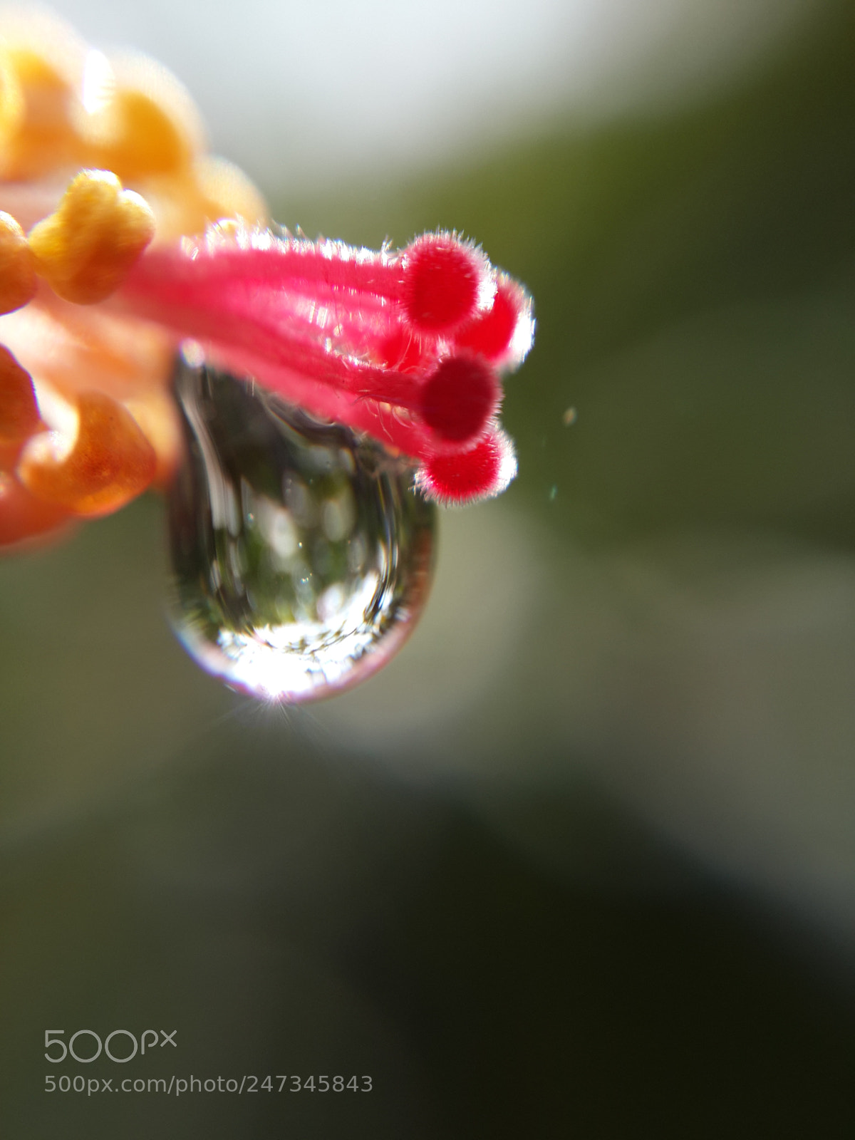 Samsung Galaxy S4 sample photo. Morning sparkle photography