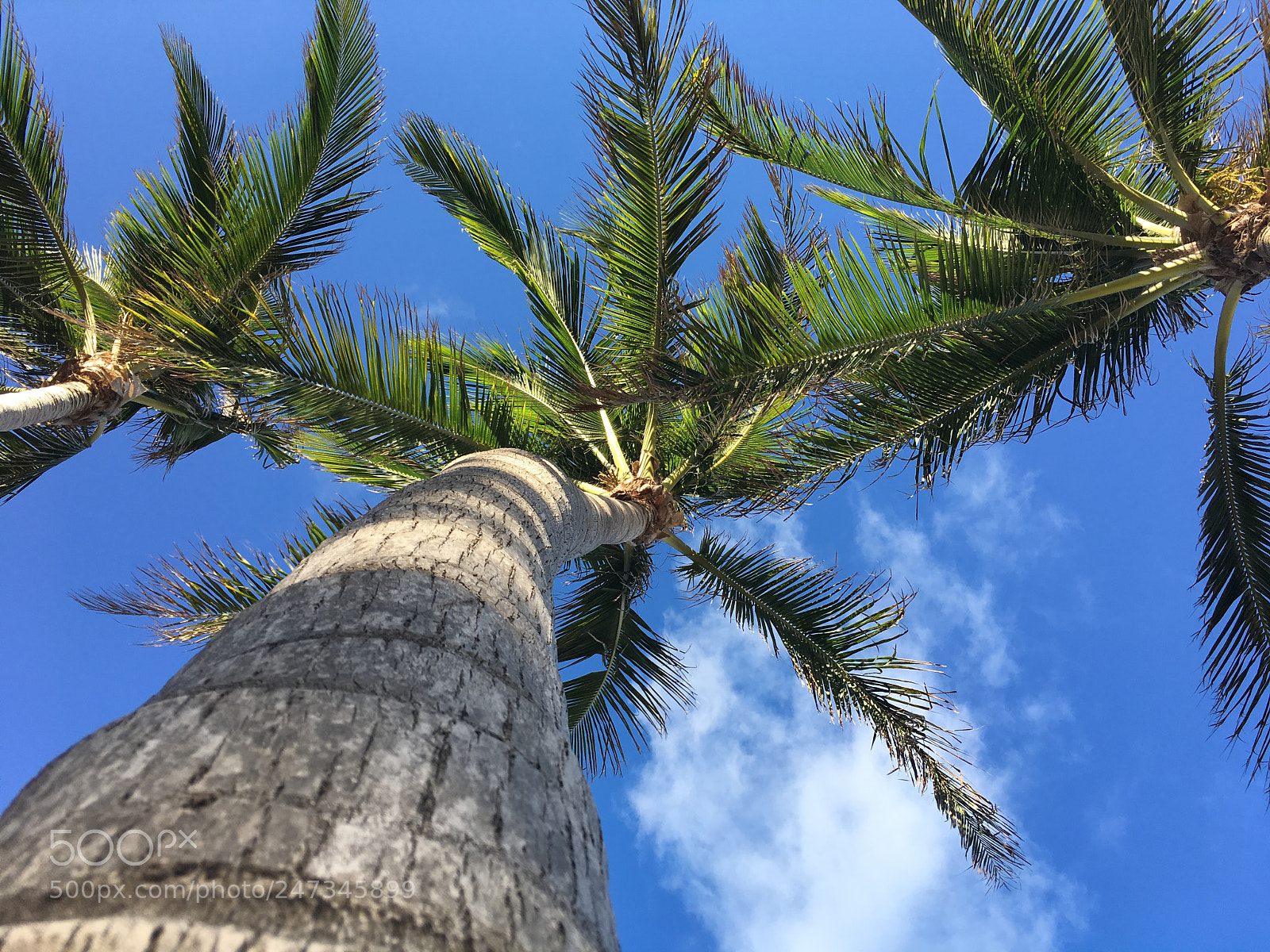 Apple iPhone 6s sample photo. Palm sky photography