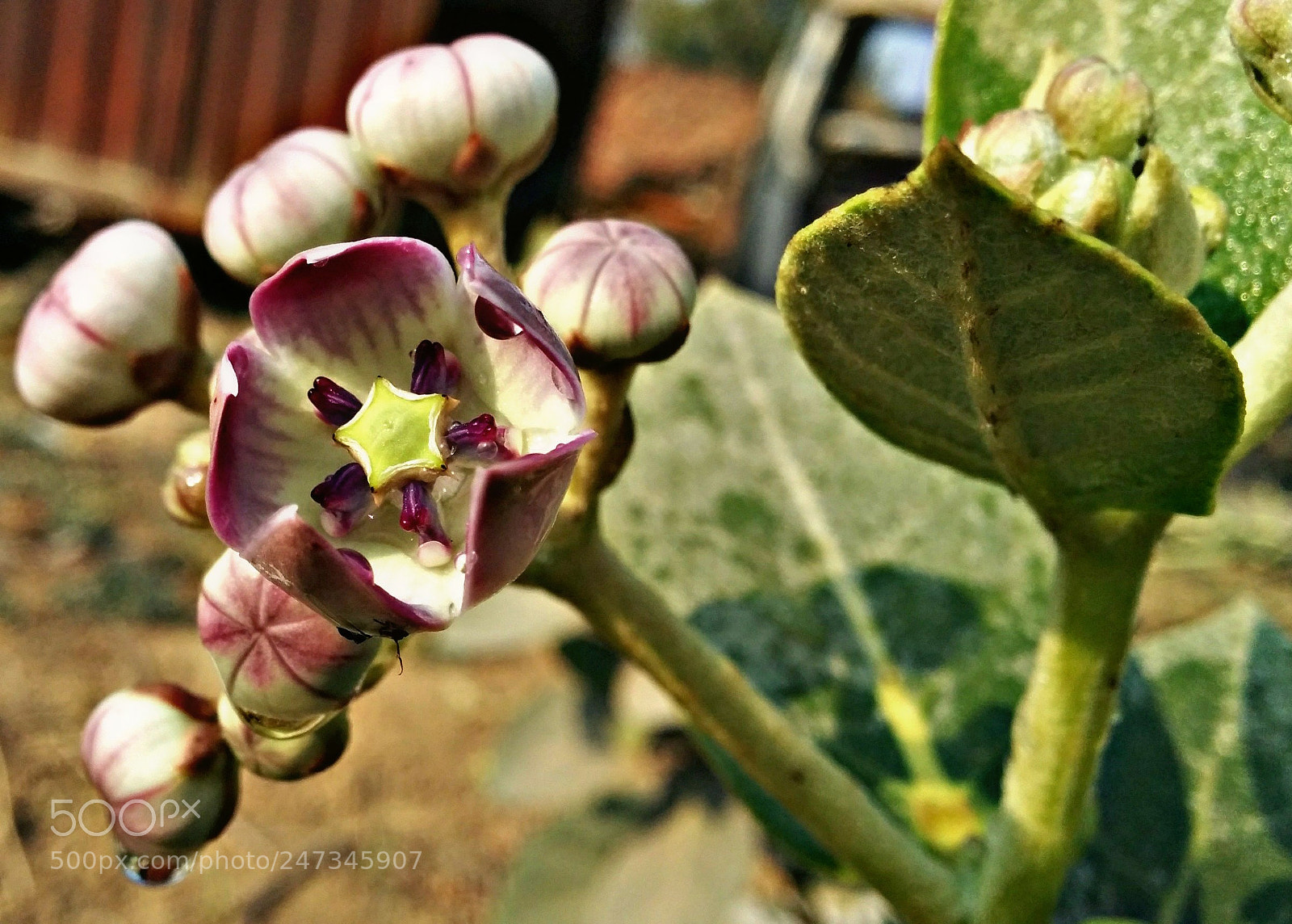 LG Nexus 5 sample photo. # nature # photography