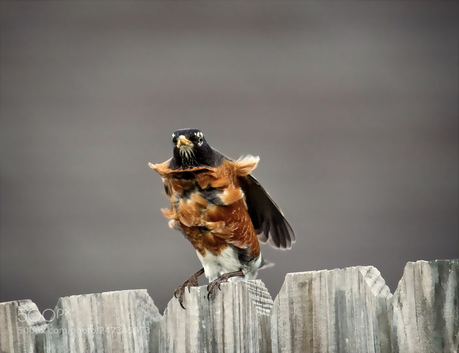 Canon EOS 7D Mark II sample photo. Ruffled feathers photography