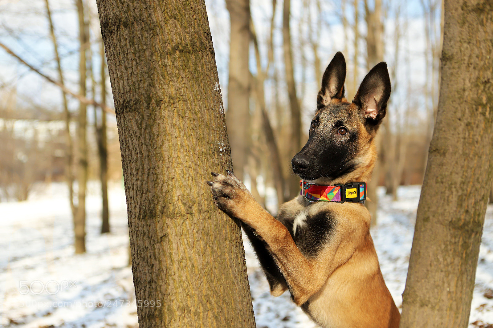 Canon EOS 6D Mark II sample photo. Malinois photography