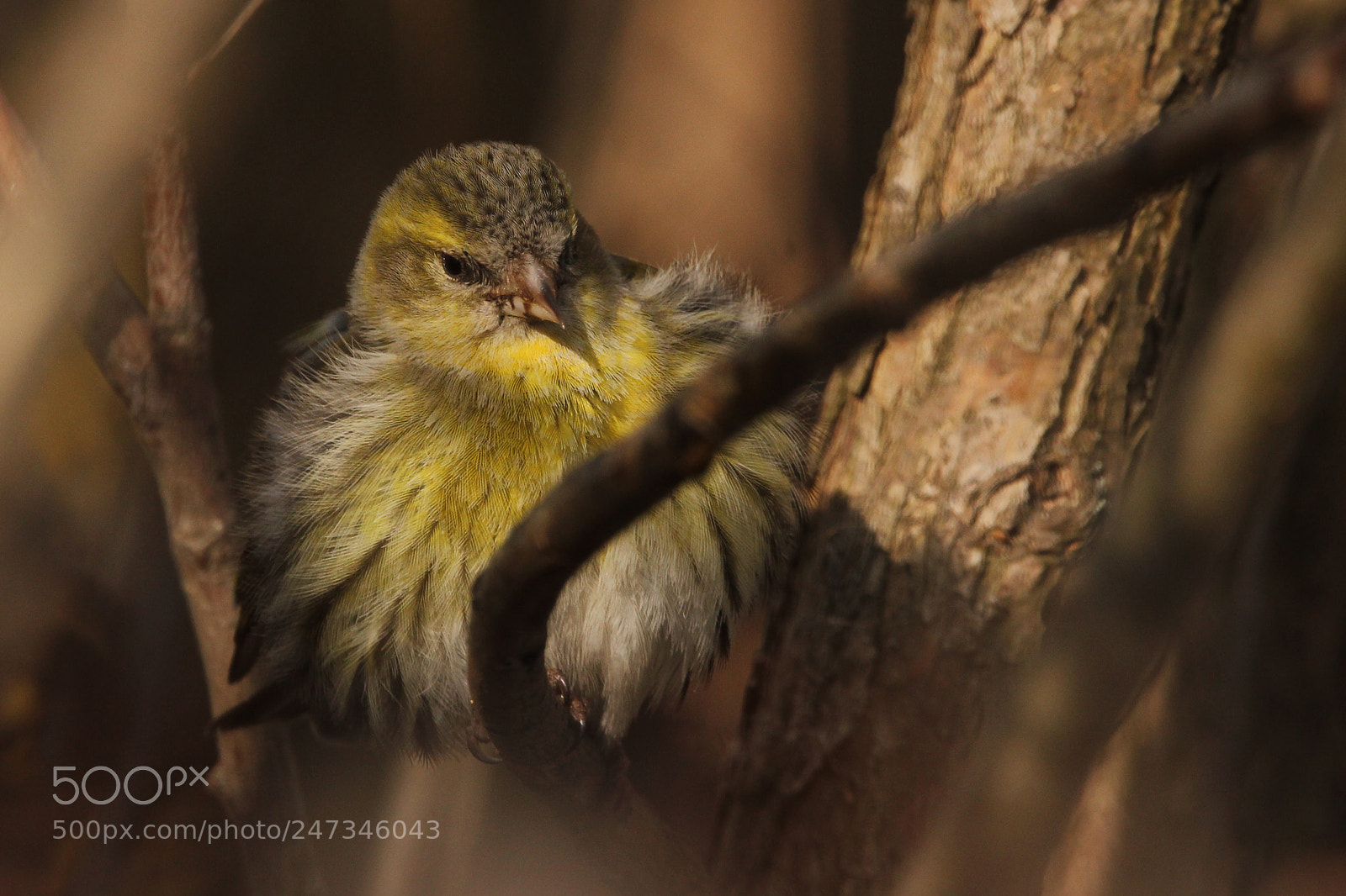 Canon EOS 550D (EOS Rebel T2i / EOS Kiss X4) sample photo. Eurasian siskin photography