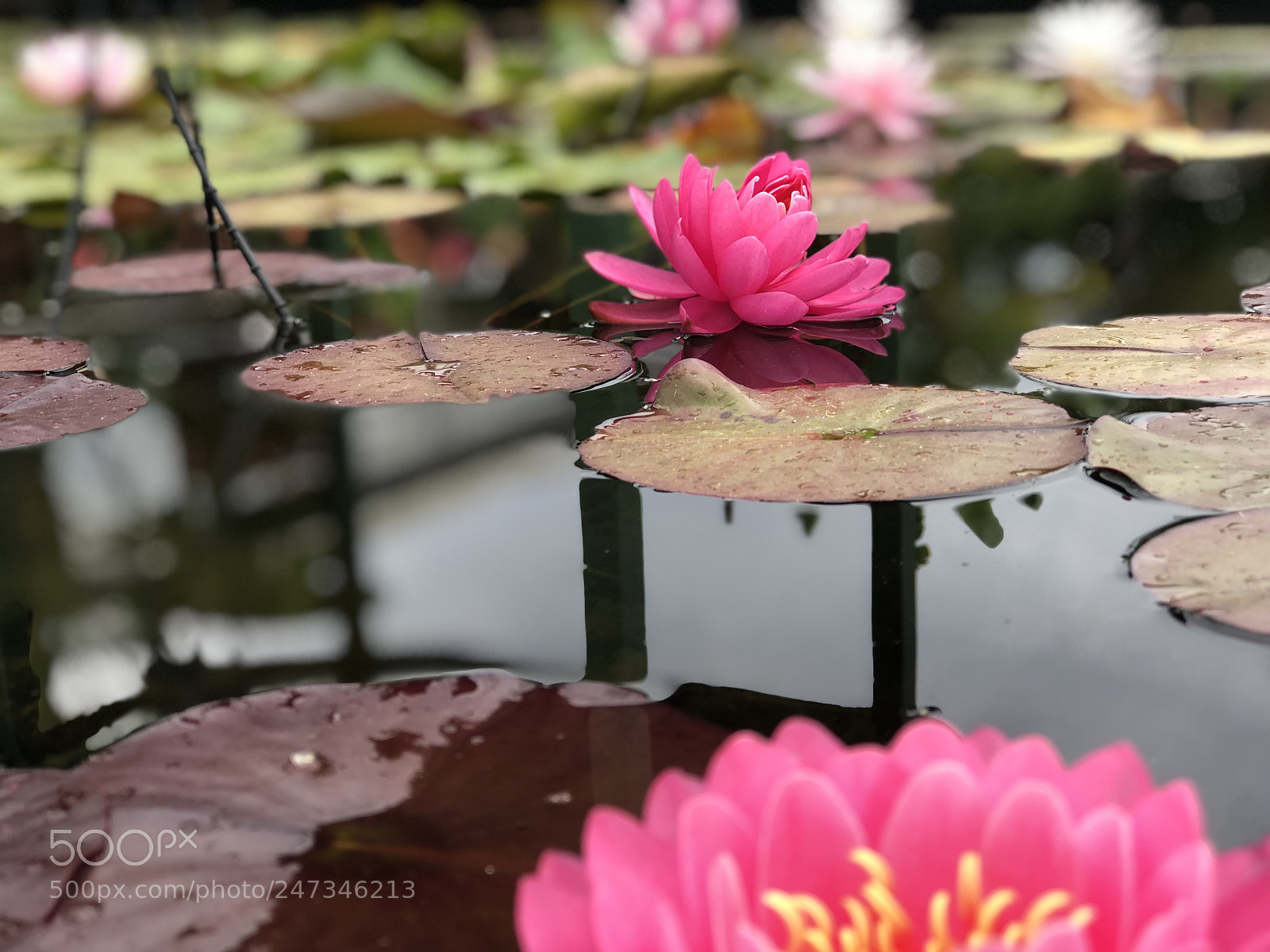 Apple iPhone 8 Plus sample photo. Water lilies with a photography