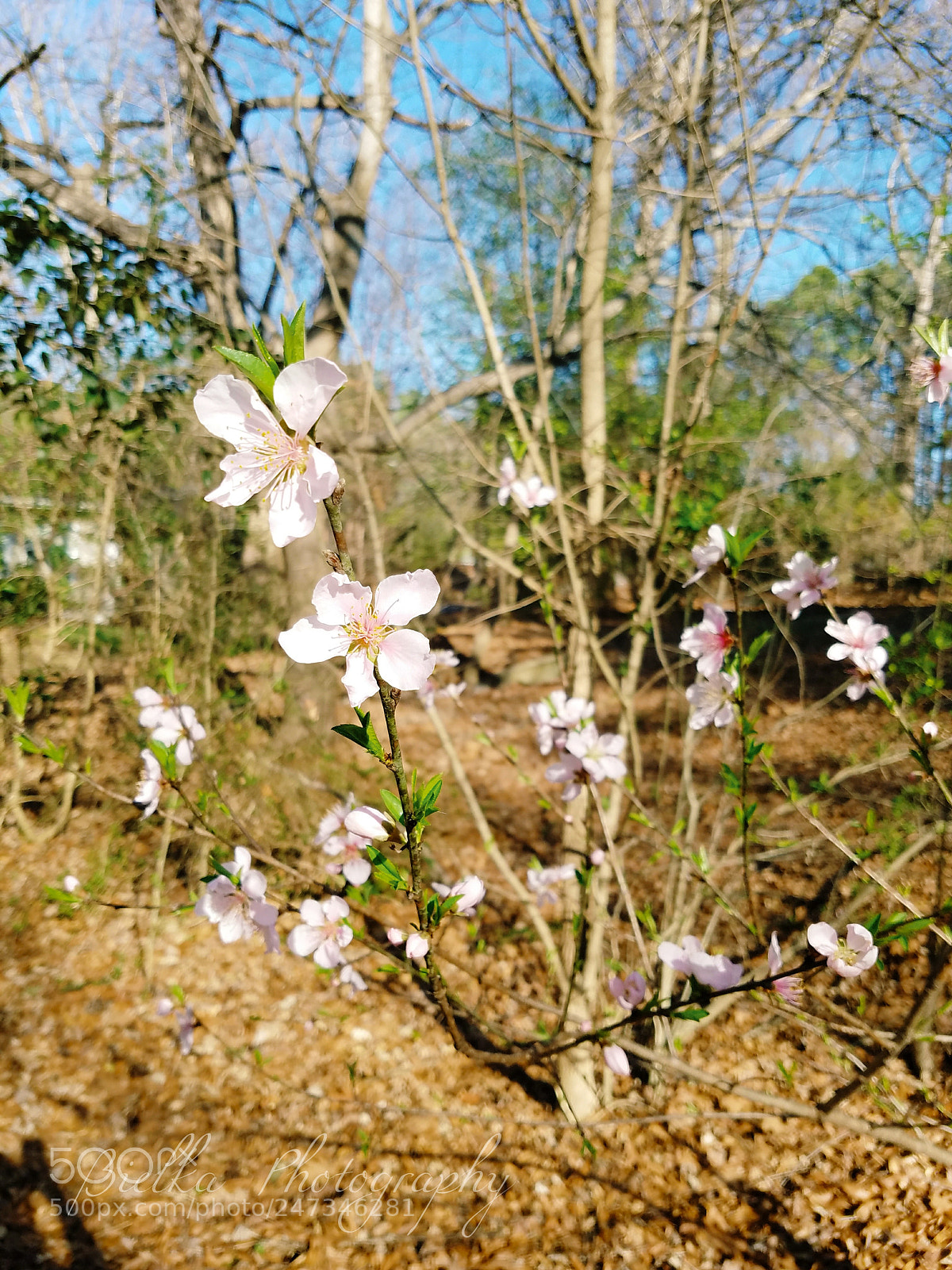 Samsung Galaxy S7 sample photo. Bloom photography
