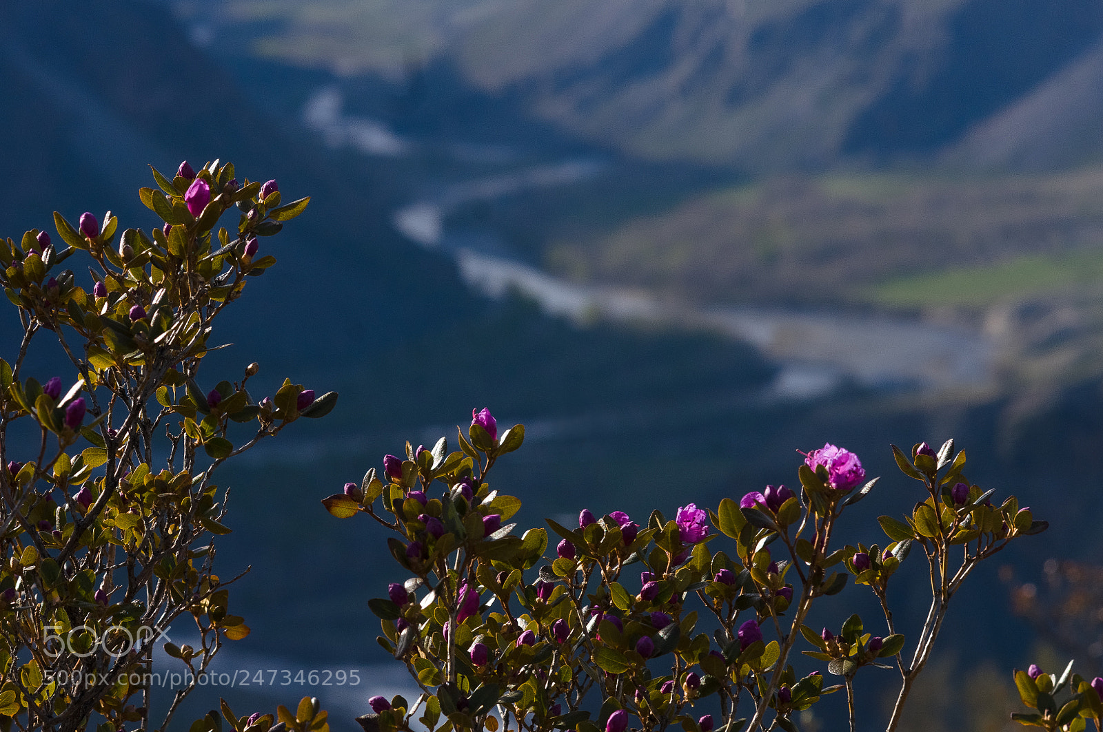 Sony Alpha DSLR-A580 sample photo. Altay. rododendron ledeburs. may 2017 photography