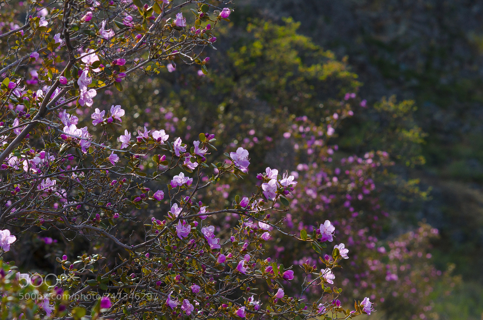 Sony Alpha DSLR-A580 sample photo. Altay. rododendron ledeburs. may 2017 photography