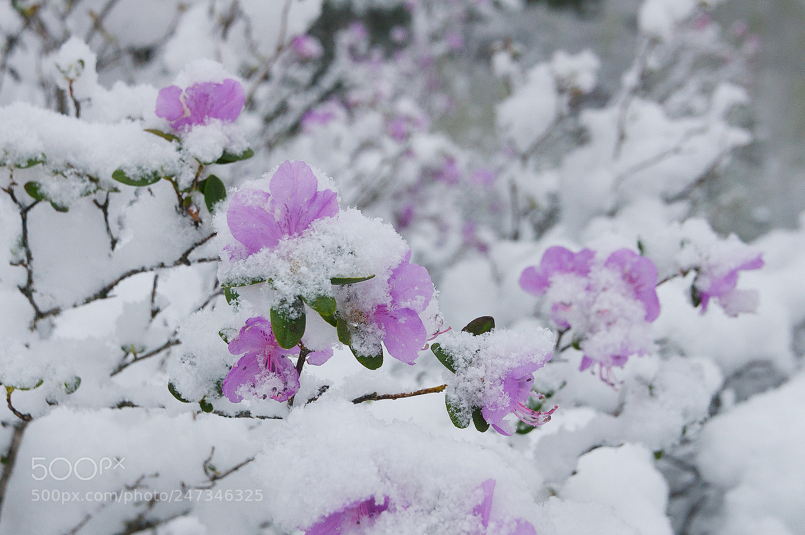 Sony Alpha DSLR-A580 sample photo. Altay. rododendron ledeburs. may 2017 photography