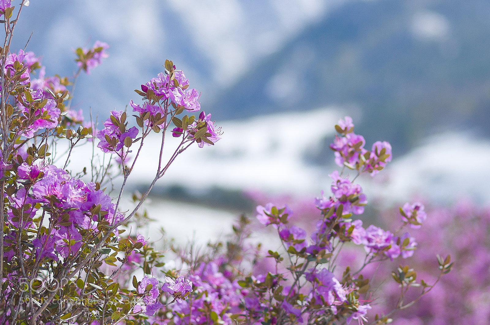 Sony Alpha DSLR-A580 sample photo. Altay. rododendron ledeburs. may 2017 photography