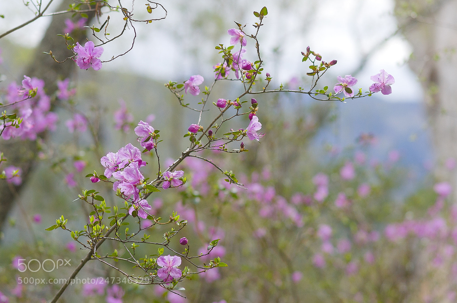 Sony Alpha DSLR-A580 sample photo. Altay. rododendron ledeburs. may 2017 photography