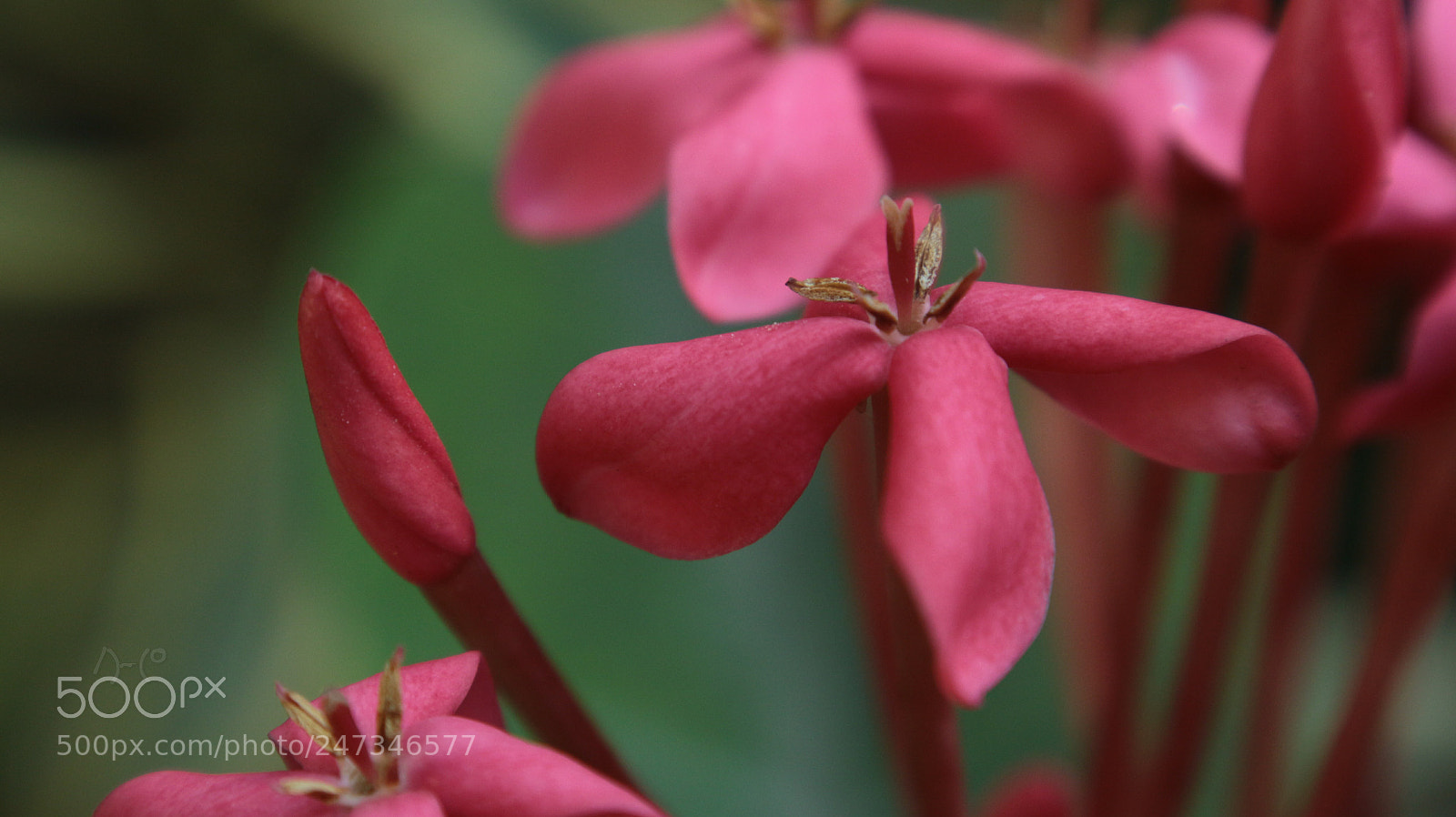 Canon EOS M10 sample photo. Pink flower photography