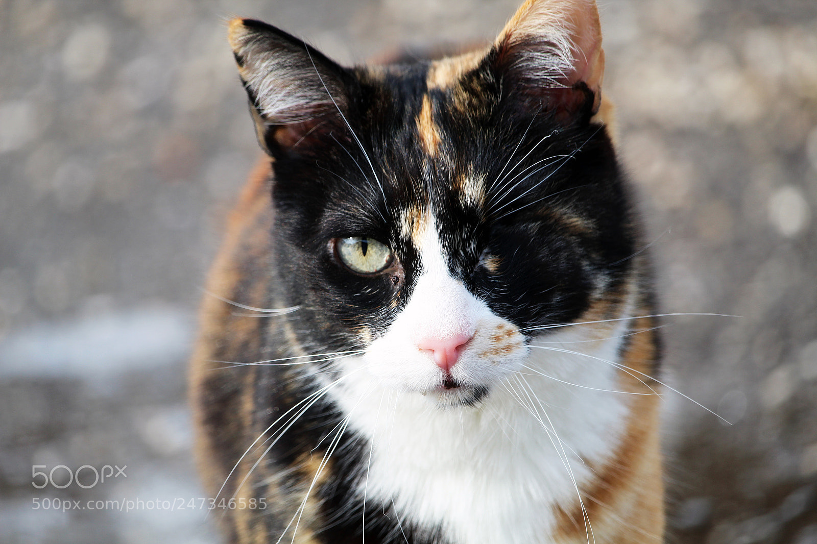 Canon EOS 1300D (EOS Rebel T6 / EOS Kiss X80) sample photo. One eyed cat photography