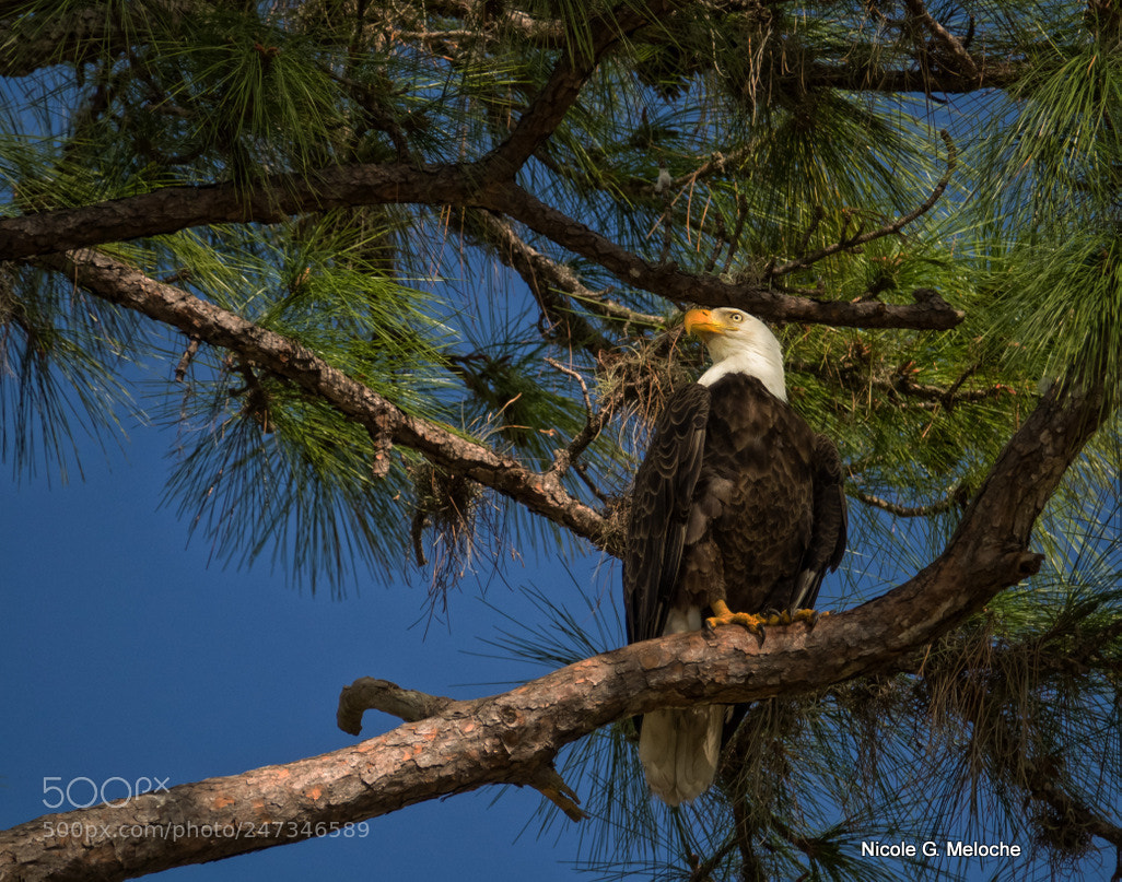 Sony Cyber-shot DSC-RX10 III sample photo. Bald eagle - pygargue photography