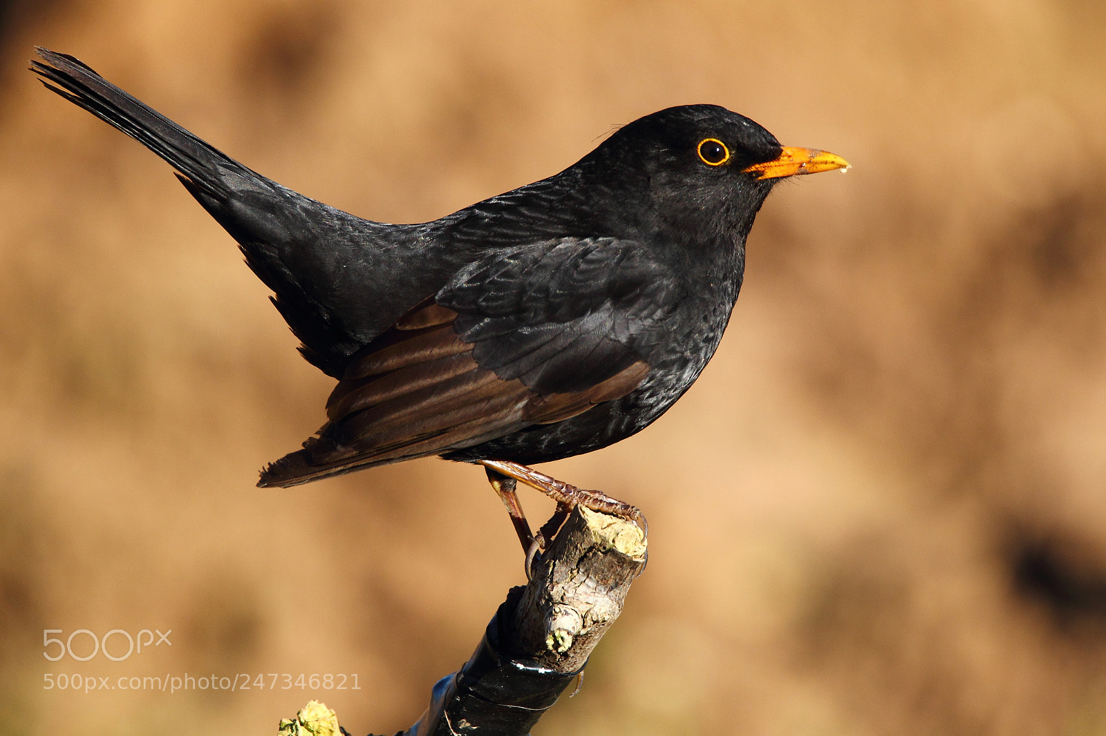 Canon EOS-1D Mark IV sample photo. Blackbird photography