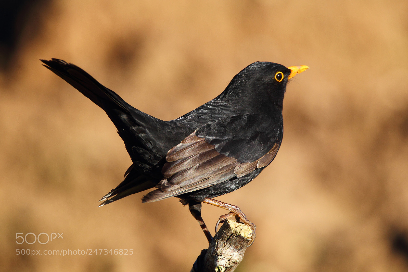 Canon EOS-1D Mark IV sample photo. Blackbird photography
