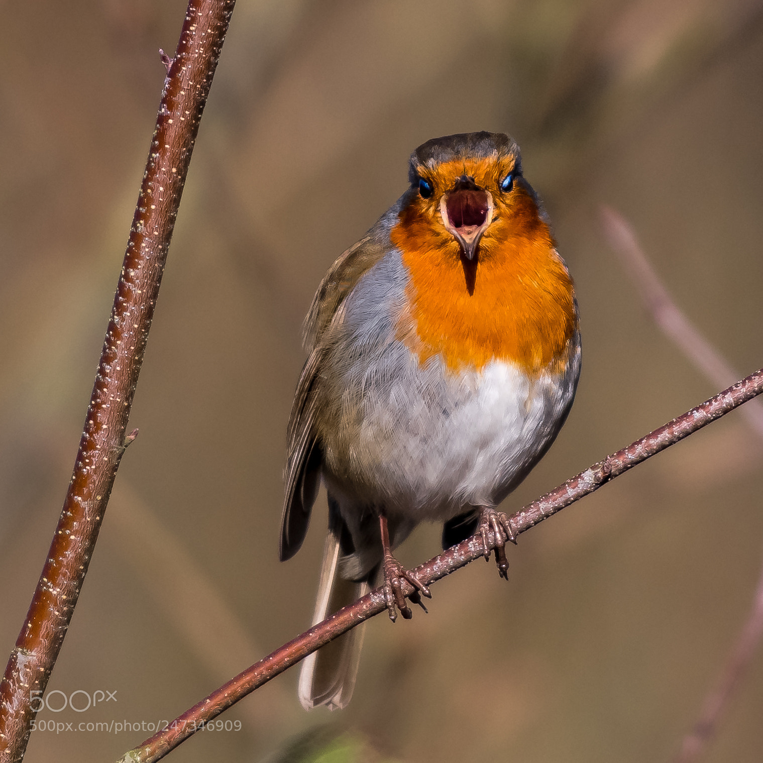 Nikon D850 sample photo. Robin loud and proud! photography