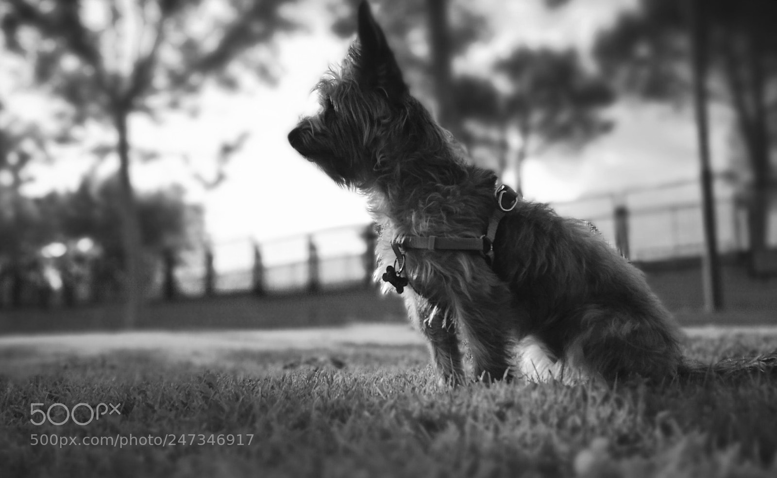 HUAWEI P9 sample photo. Cookie photography
