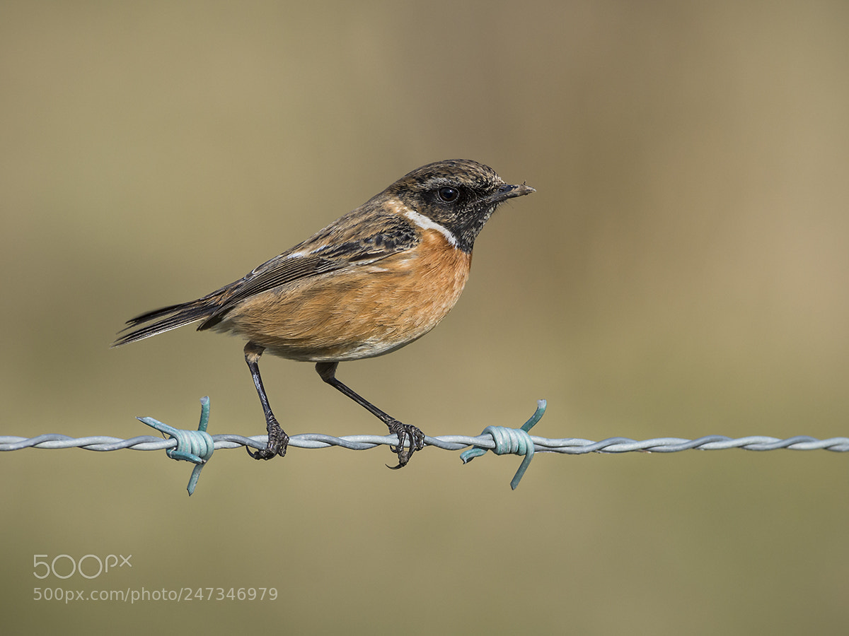 Nikon D7200 sample photo. Stonechat on barb photography