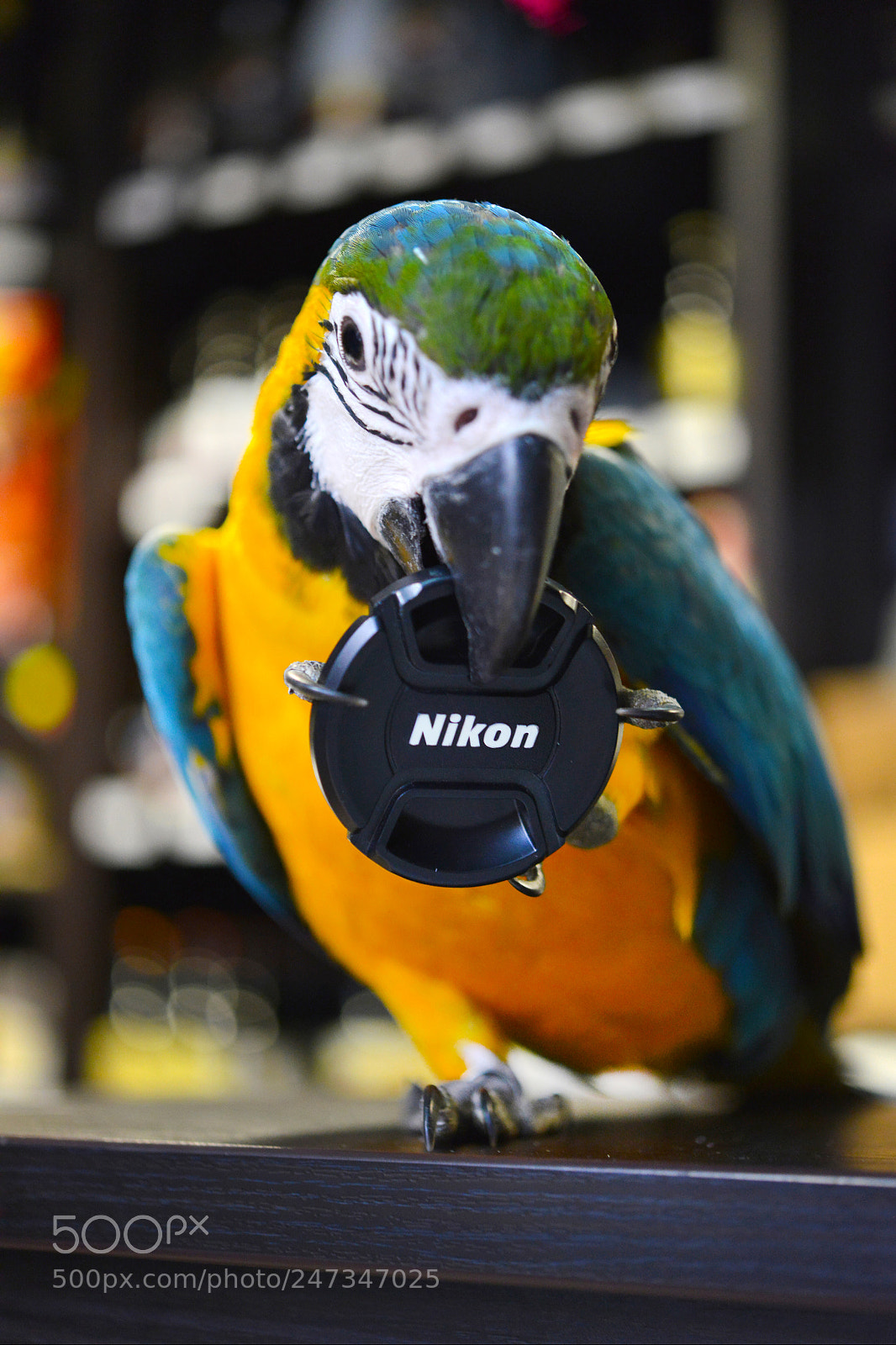 Nikon D800 sample photo. Untitled photography