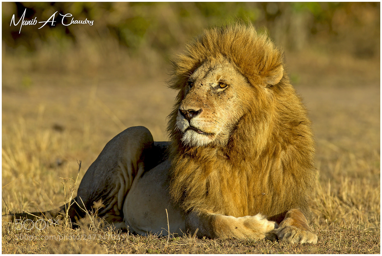 Canon EOS-1D Mark IV sample photo. The golden king! photography