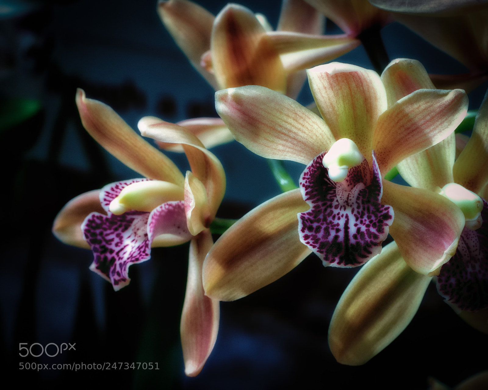 Olympus PEN E-P5 sample photo. Orchids 1 (color) photography