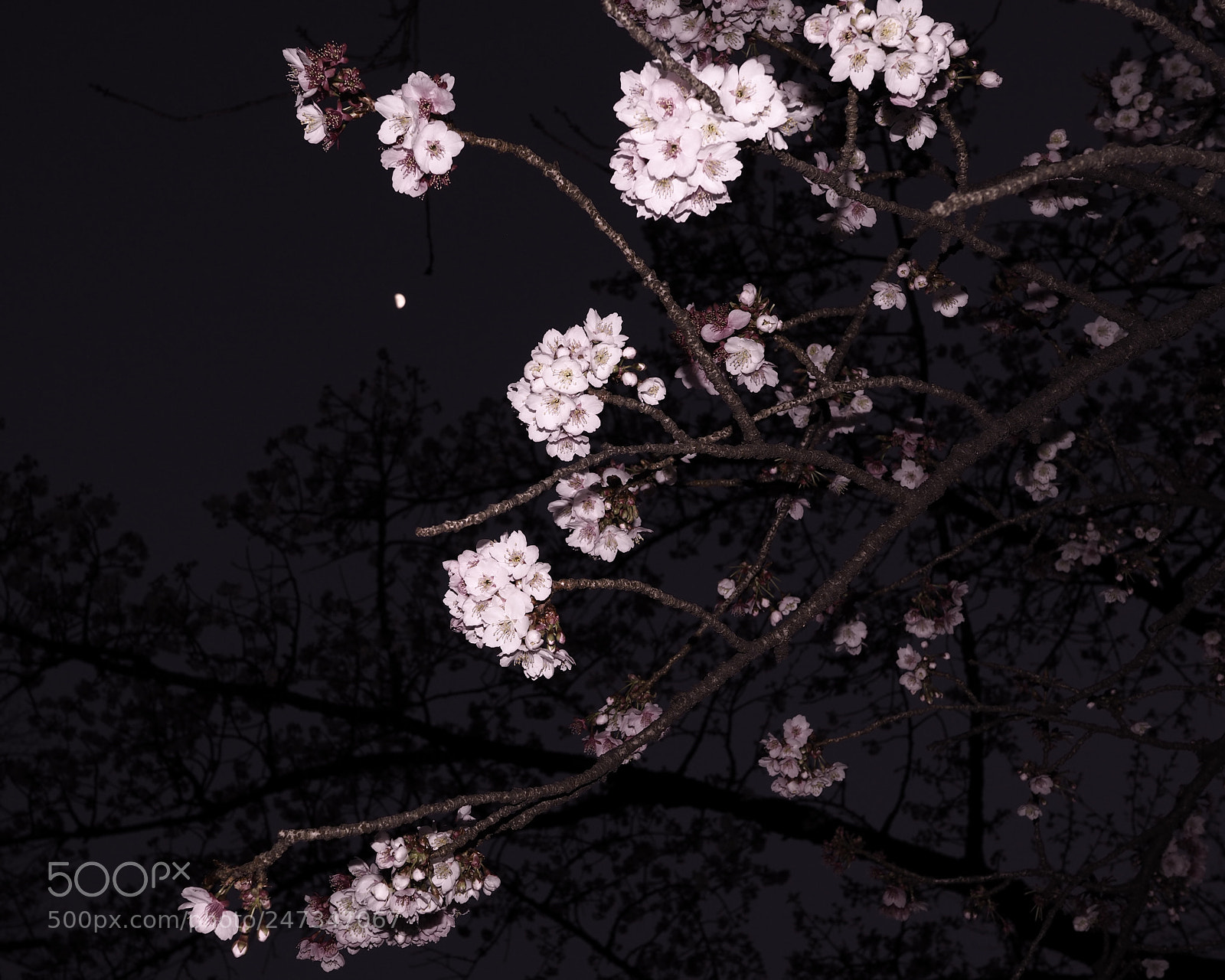 Olympus PEN E-PL7 sample photo. One early spring photography