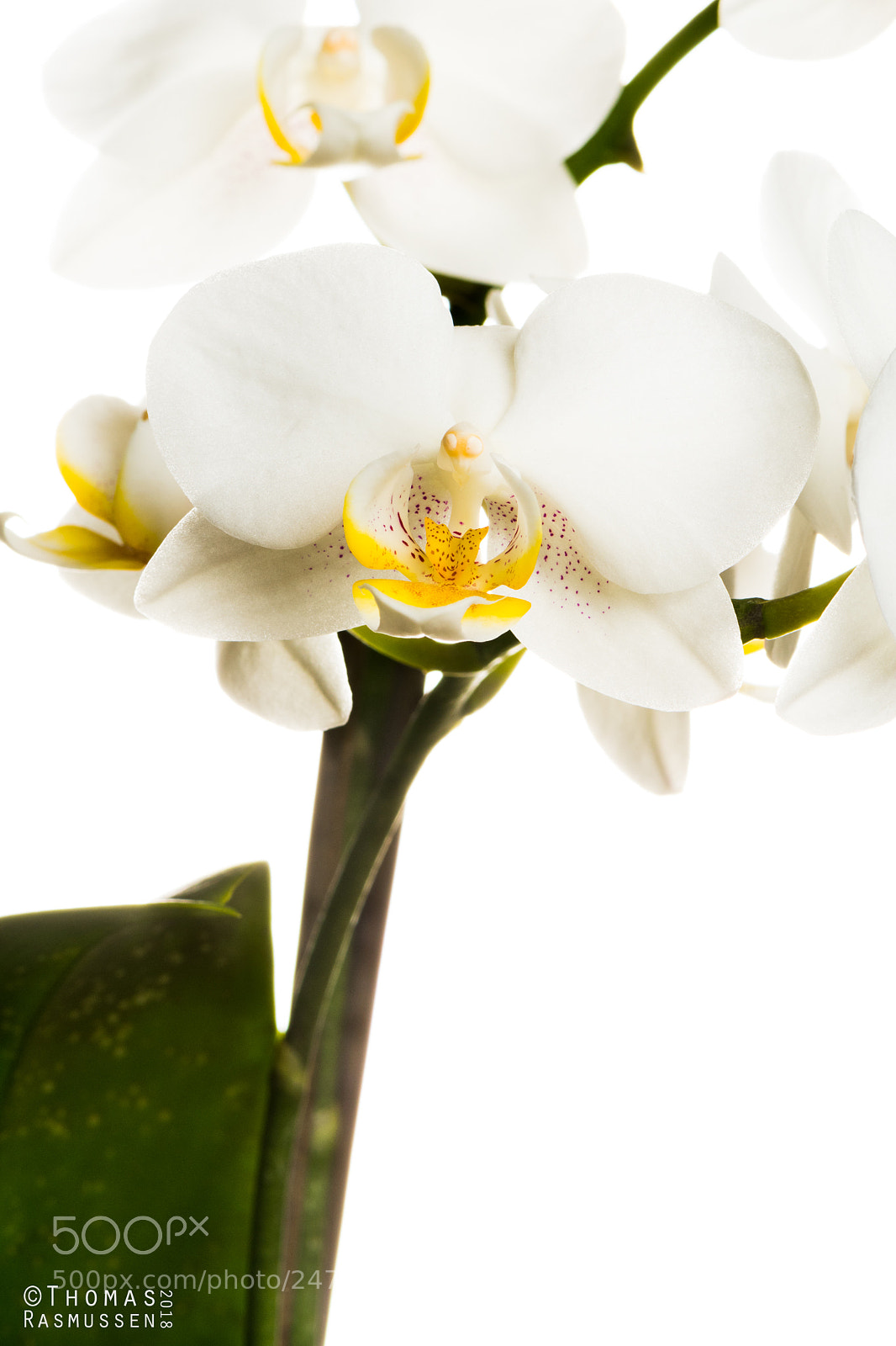 Nikon D500 sample photo. Double white orchid photography