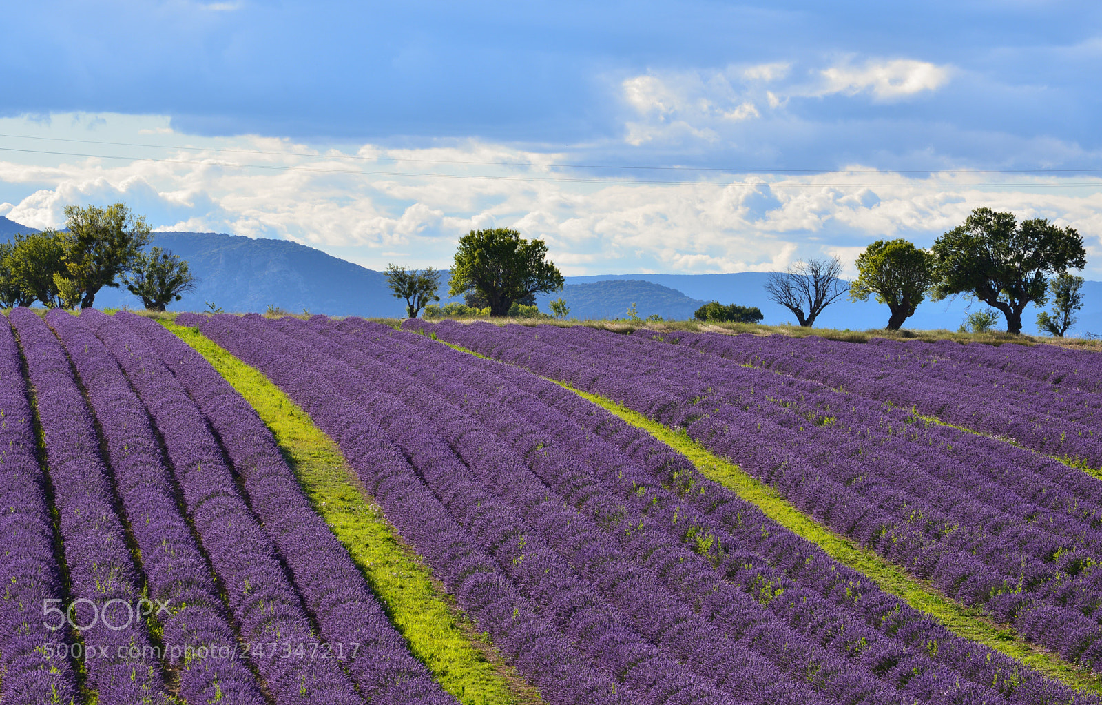 Nikon D610 sample photo. Purple waves photography