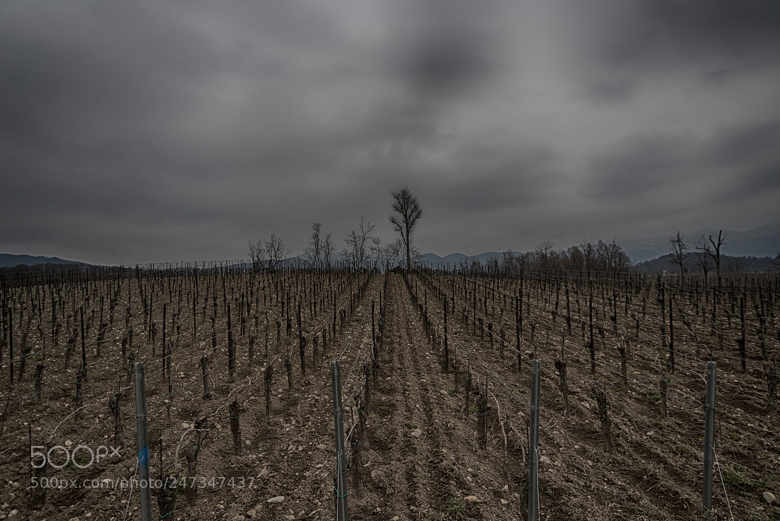 Nikon D610 sample photo. One upon the others photography