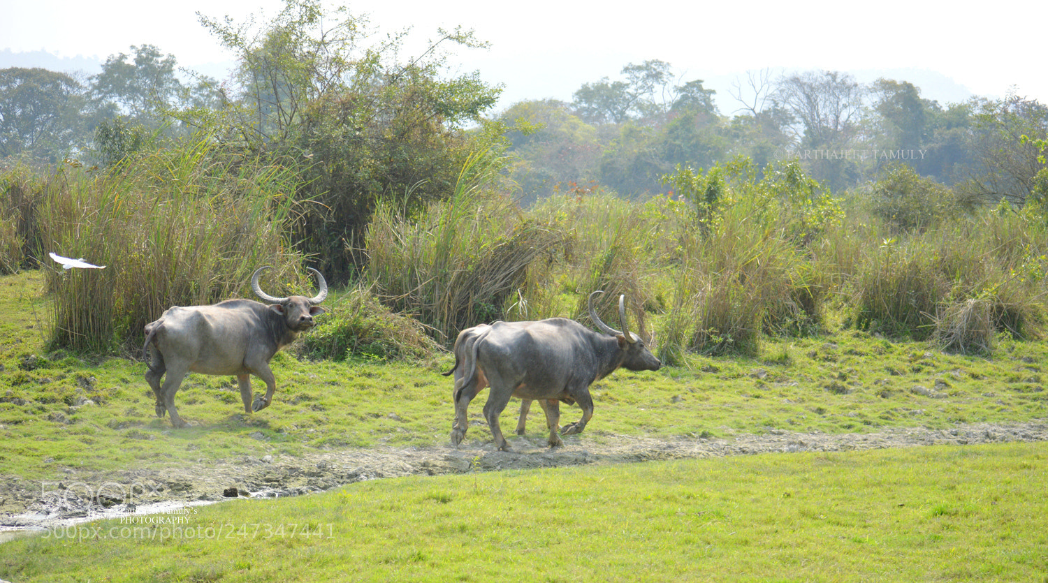 Nikon D3200 sample photo. Buffalo at flight kaziranga photography