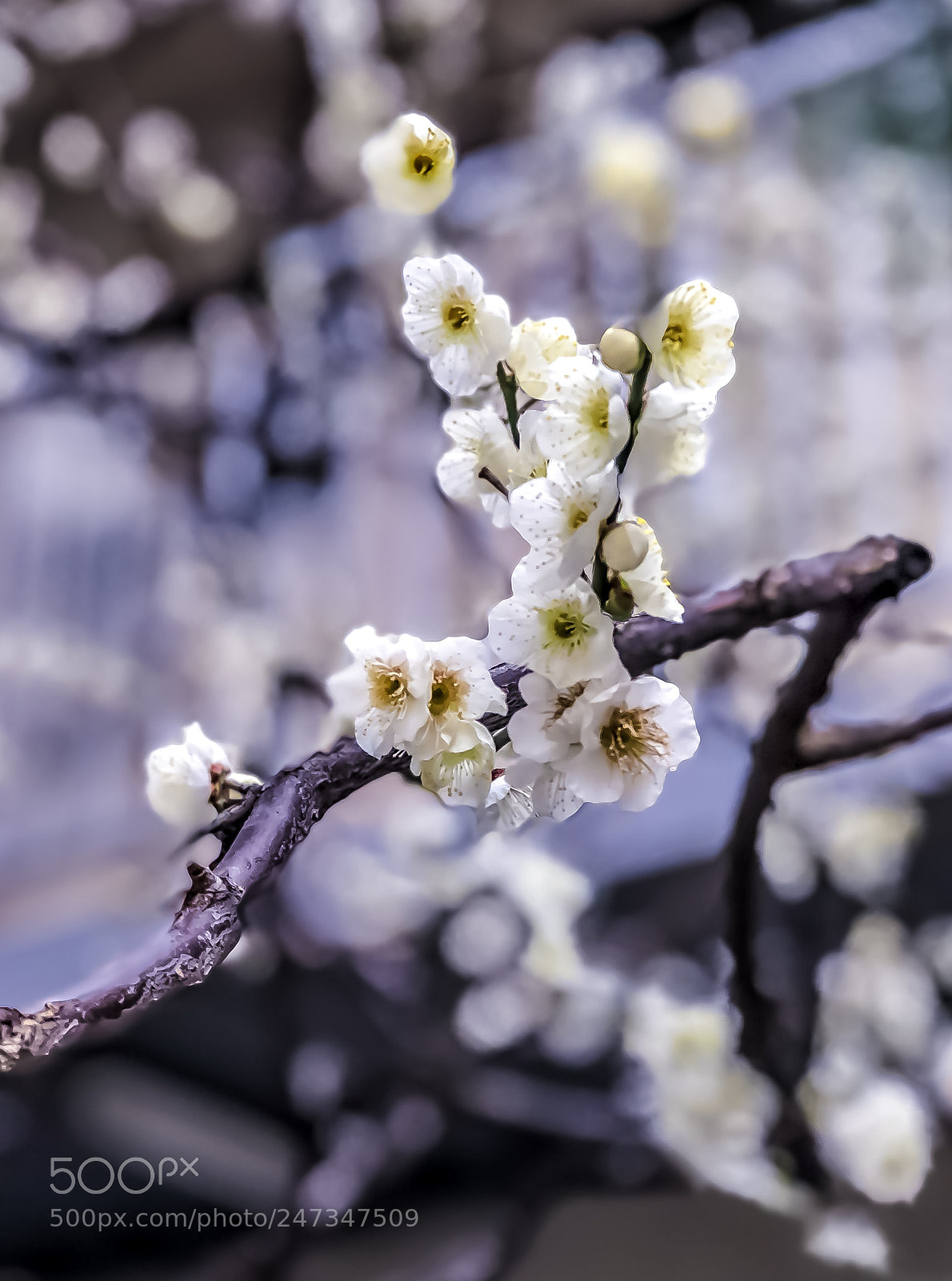 Apple iPhone 8 Plus sample photo. Spring calling !!!!! photography