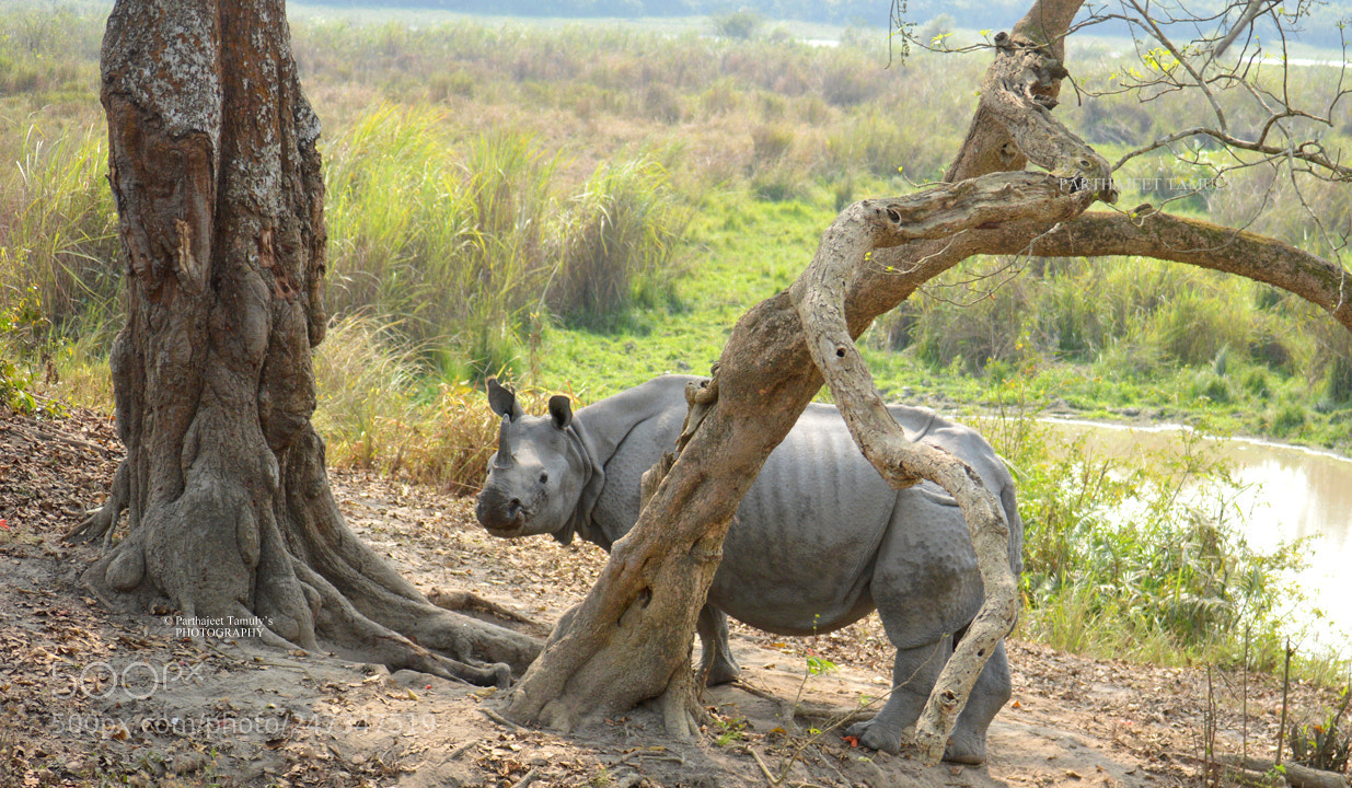 Nikon D3200 sample photo. Rhino at kaziranga at photography