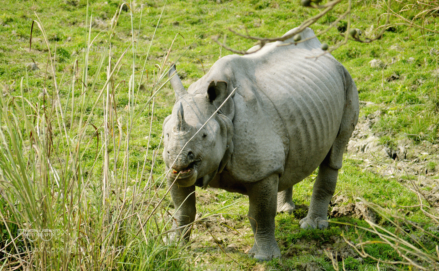 Nikon D3200 sample photo. Rhino at kaziranga photography