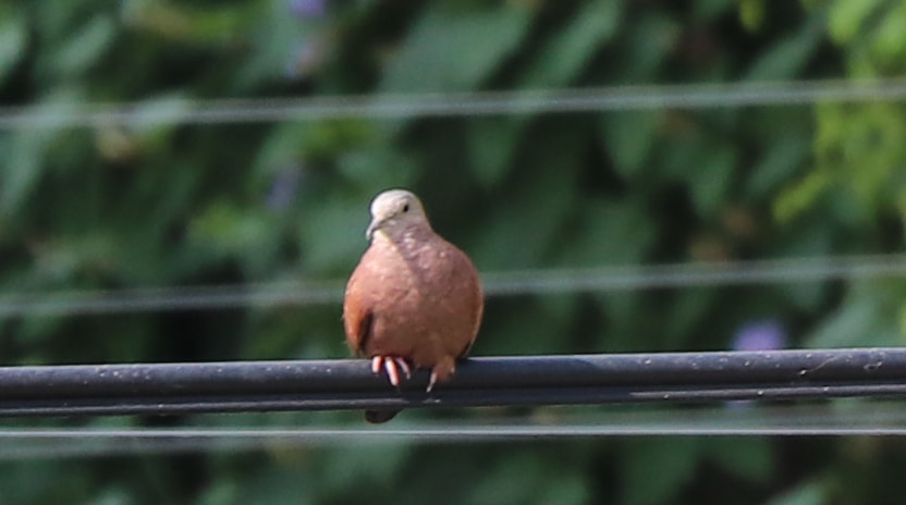 Canon EOS 77D (EOS 9000D / EOS 770D) sample photo. Turrugulla pigeon photography