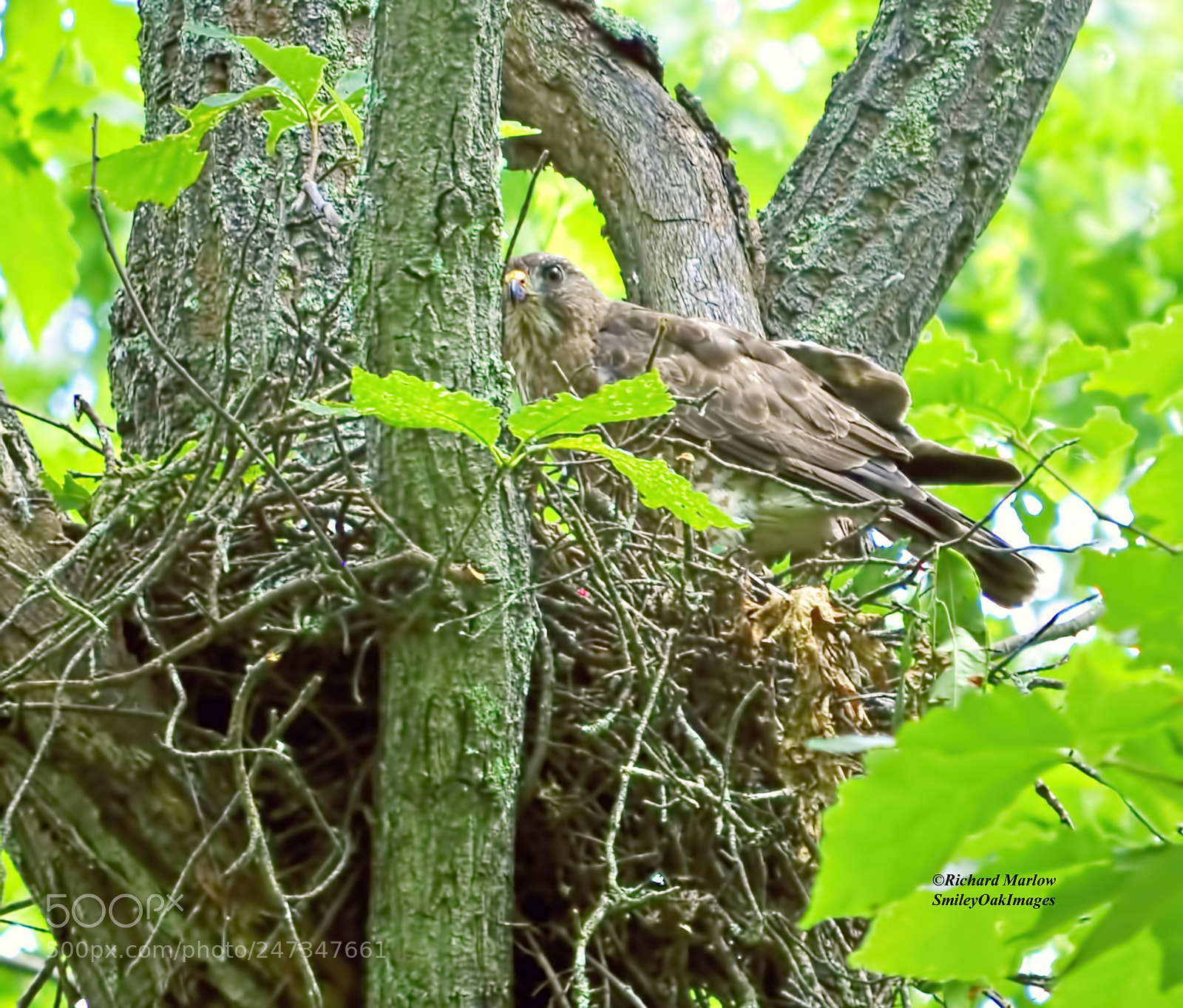 Nikon D5000 sample photo. Hawk on nest photography
