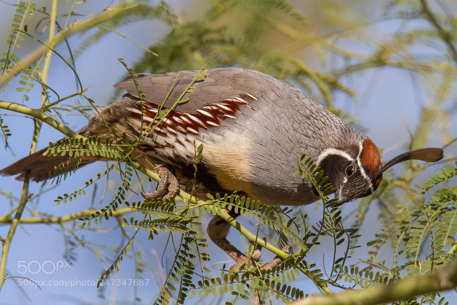 Canon EOS 7D sample photo. Gambel's quail in a photography