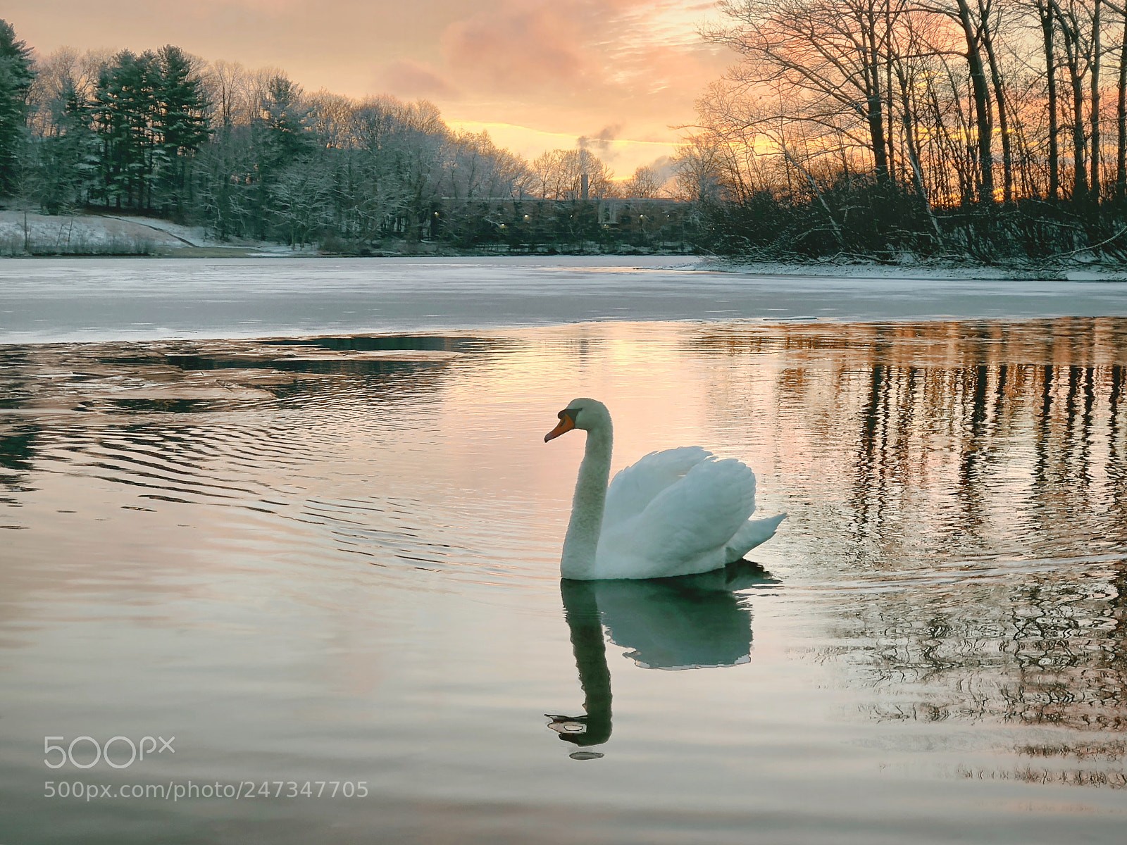 Apple iPhone 8 Plus sample photo. Swan at coes pond photography