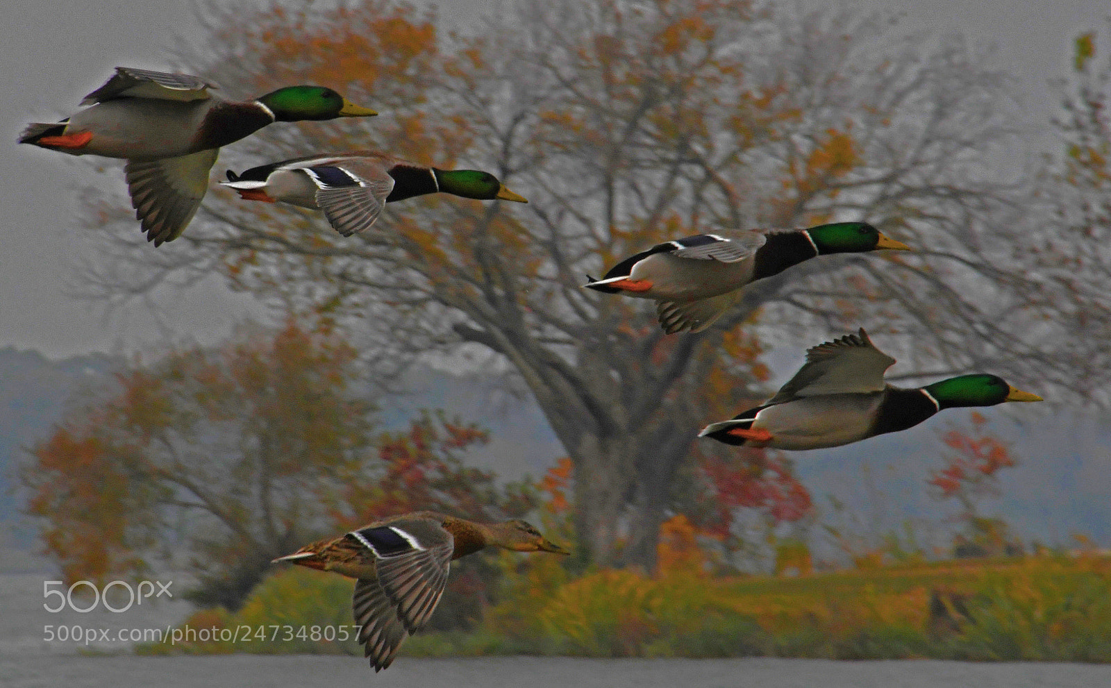 Nikon D500 sample photo. Fall colors in dallas photography