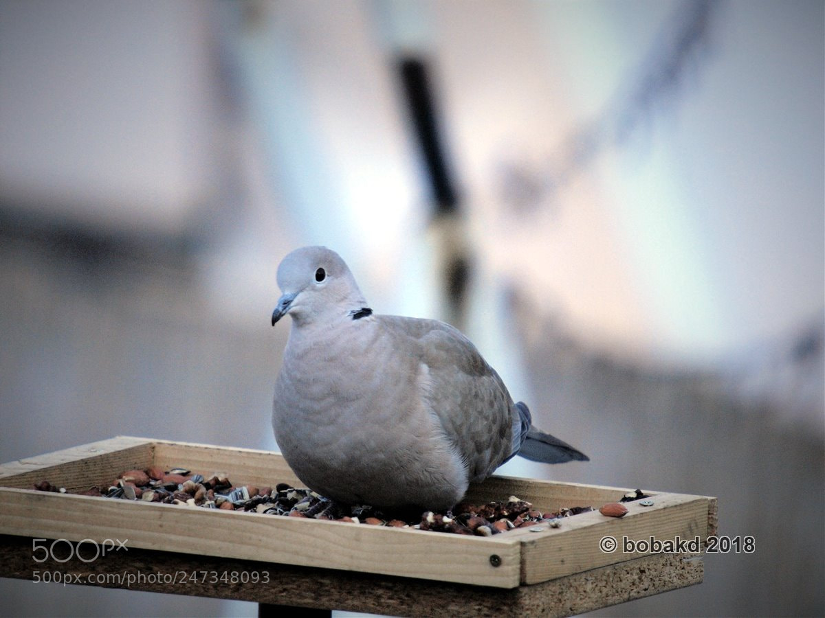 Olympus E-620 (EVOLT E-620) sample photo. Gerle photography