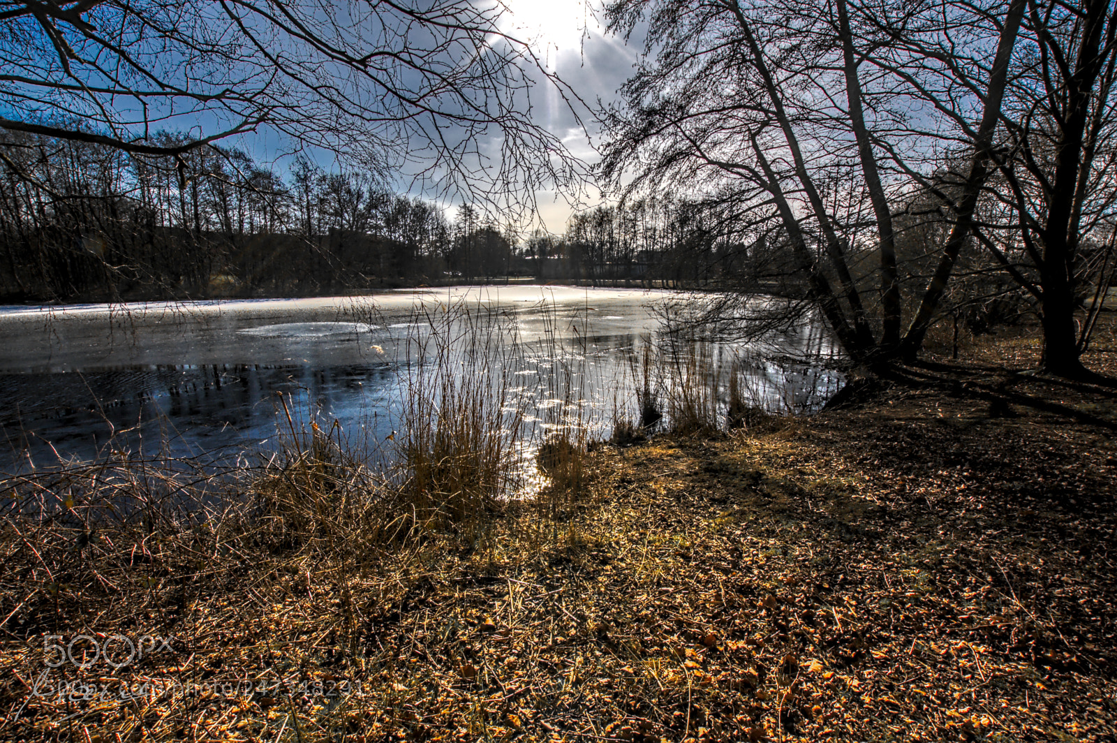 Nikon D90 sample photo. February foliage kissed by photography