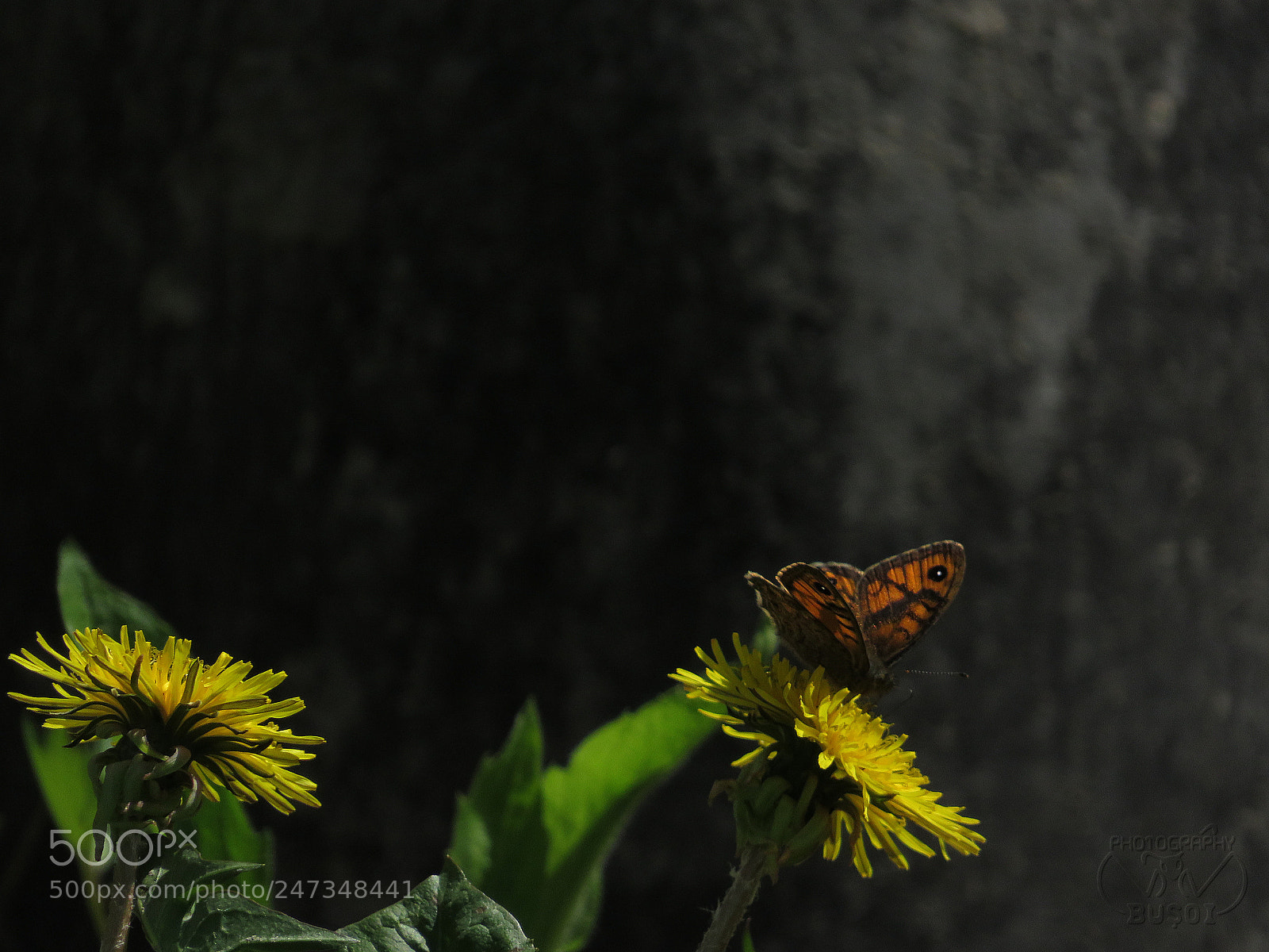 Canon PowerShot SX540 HS sample photo. Butterfly and dandelions photography