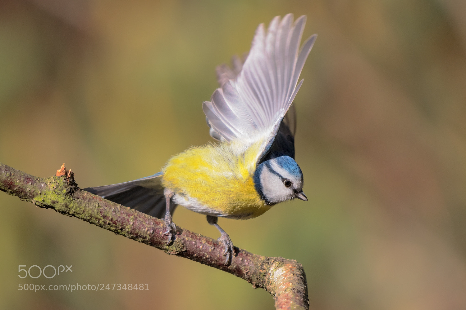 Nikon D500 sample photo. Blue tit photography