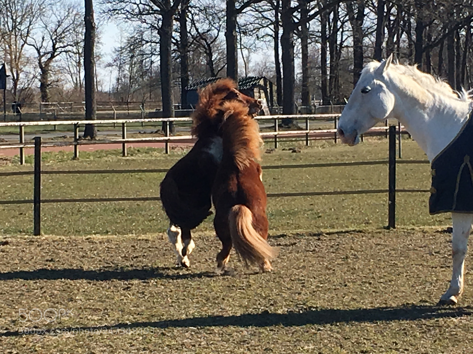 Apple iPhone 6s sample photo. Playing time! photography