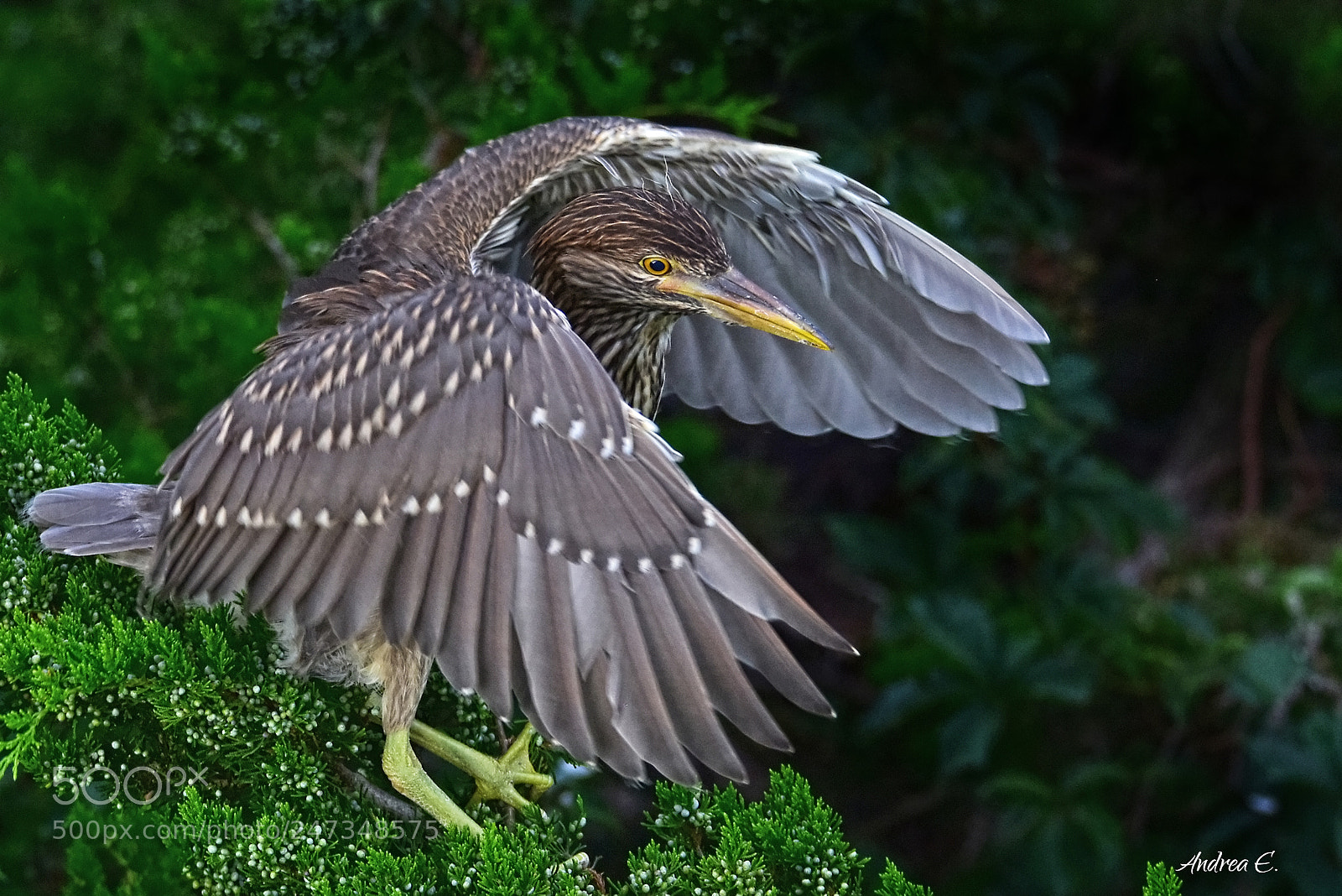 Nikon D7200 sample photo. Juvenile black crowned night photography