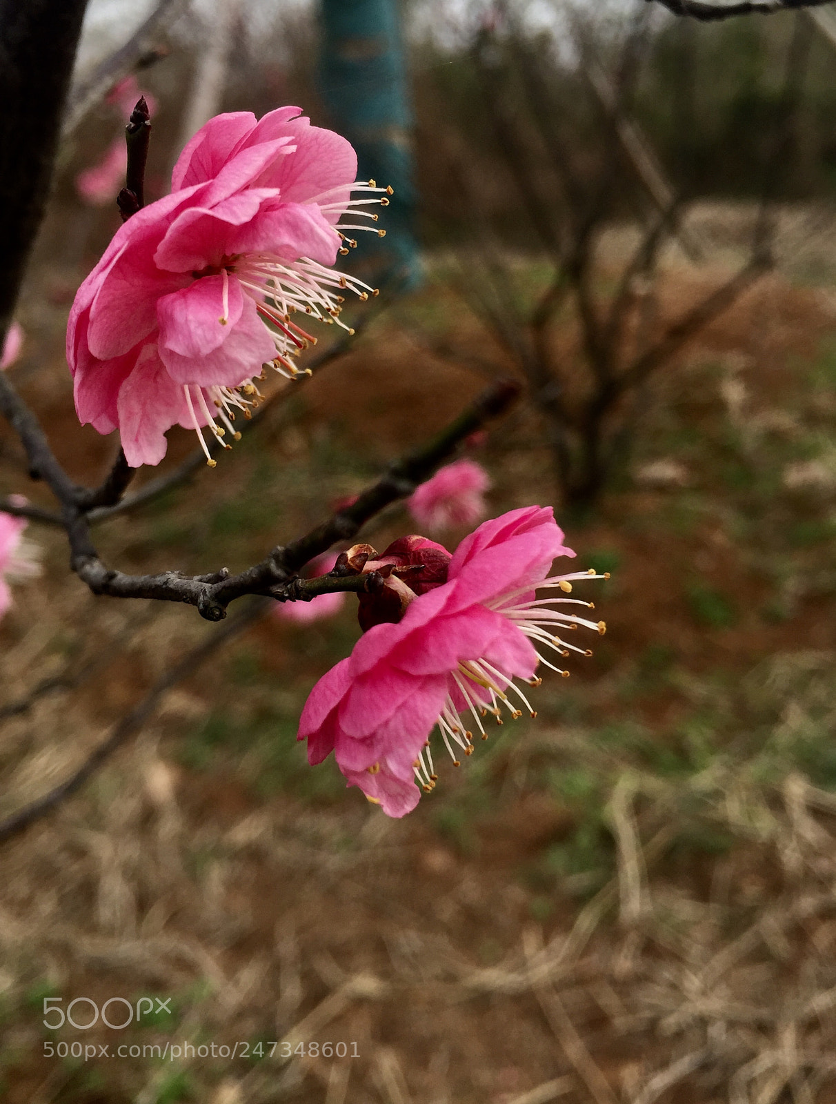 Apple iPhone 6 Plus sample photo. Untitled photography