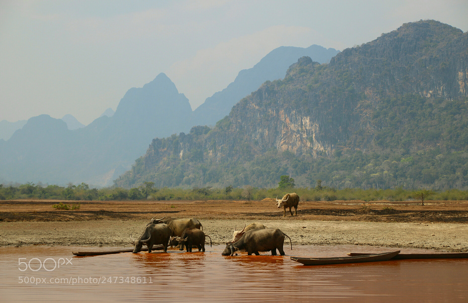 Canon EOS 100D (EOS Rebel SL1 / EOS Kiss X7) sample photo. Buffalos taking a bath photography