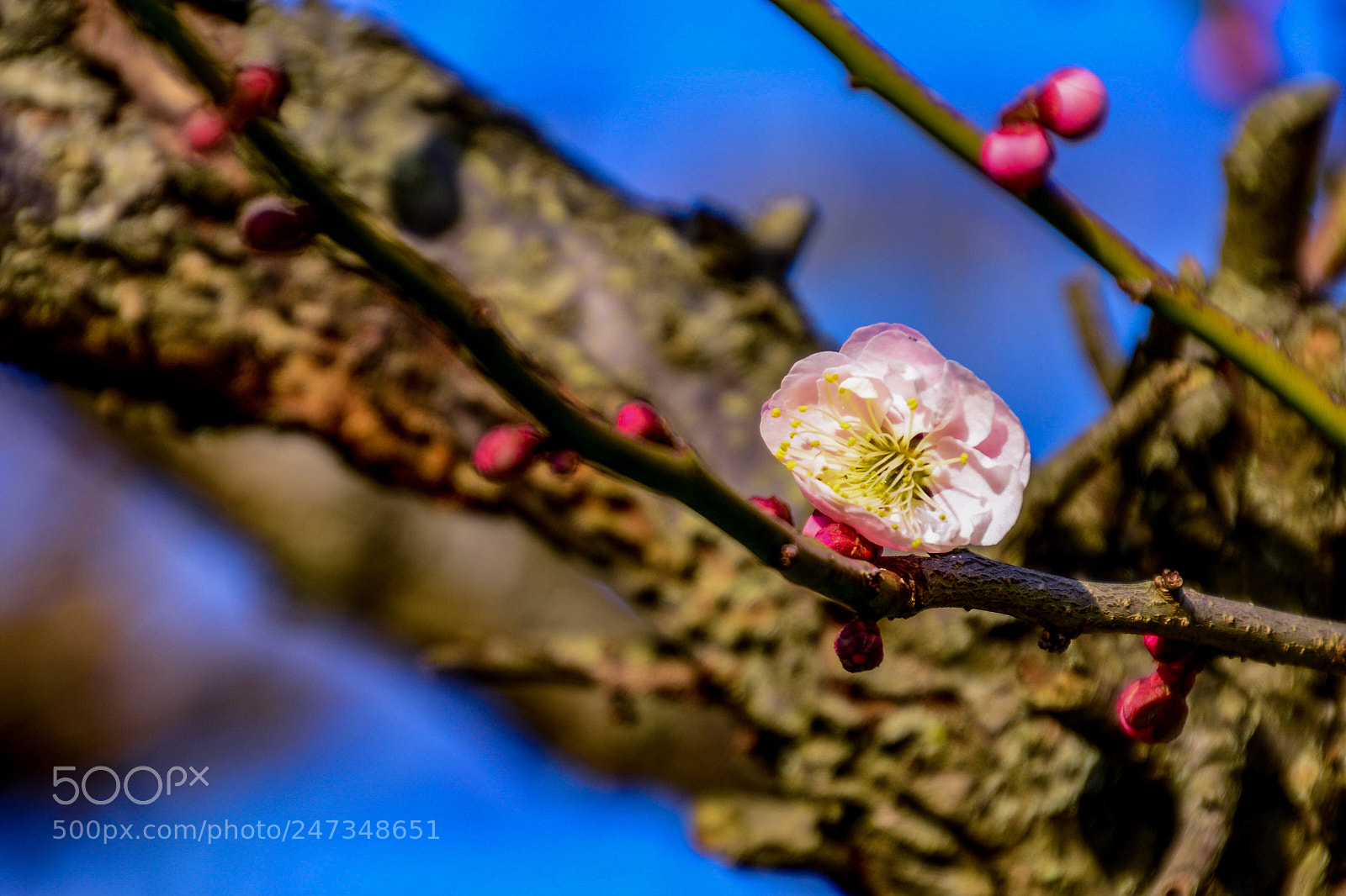 Nikon D7100 sample photo. Japanese early spring s photography