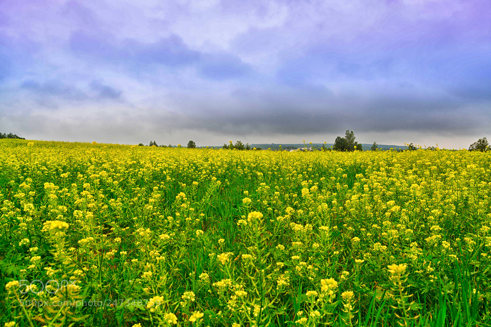 Nikon D7100 sample photo. Garden of eden photography