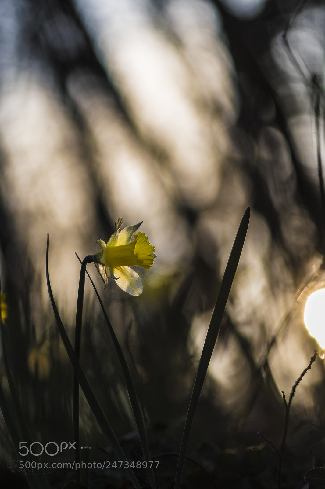 Nikon D500 sample photo. Hp photography
