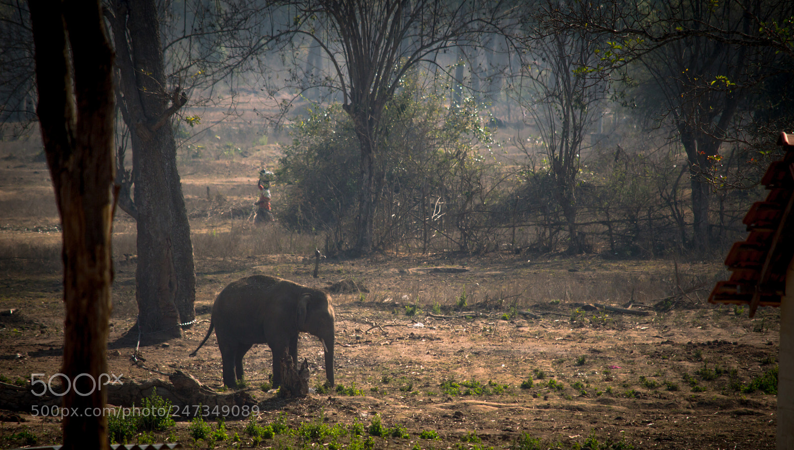 Nikon D3200 sample photo. Elephant photography