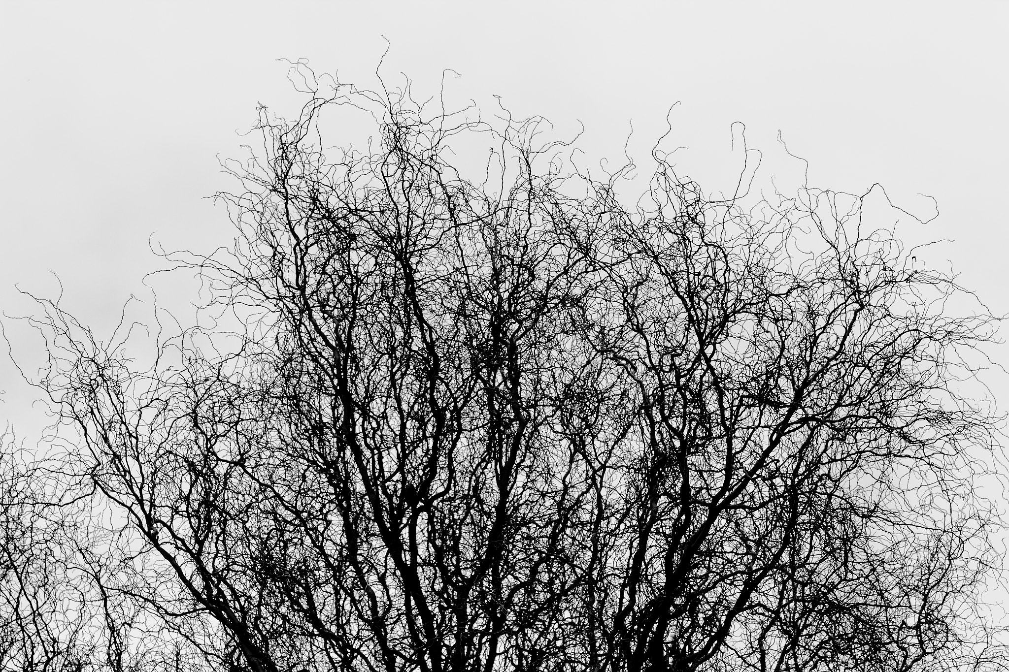 Canon EF 70-200mm F4L IS USM sample photo. Tree top b/w photography
